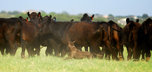 Blue Lacy stock dog